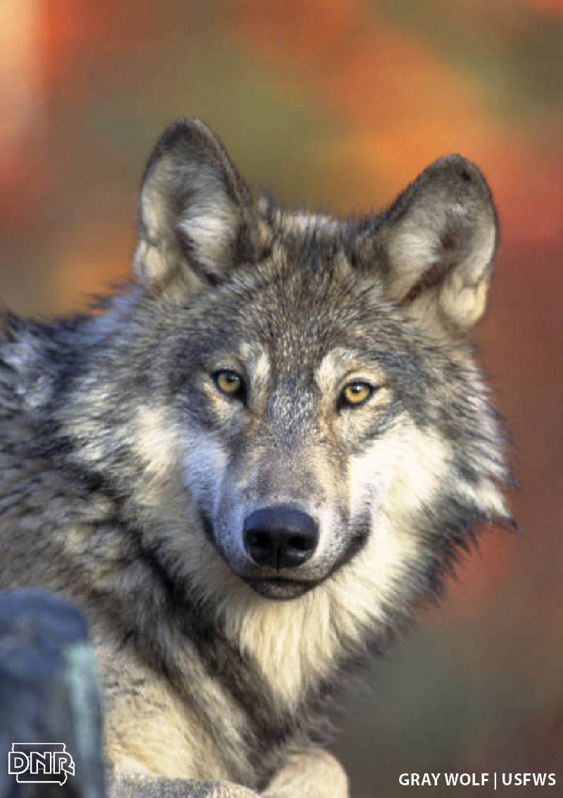 4 quick ways to tell the difference between a wolf and a coyote | Iowa DNR